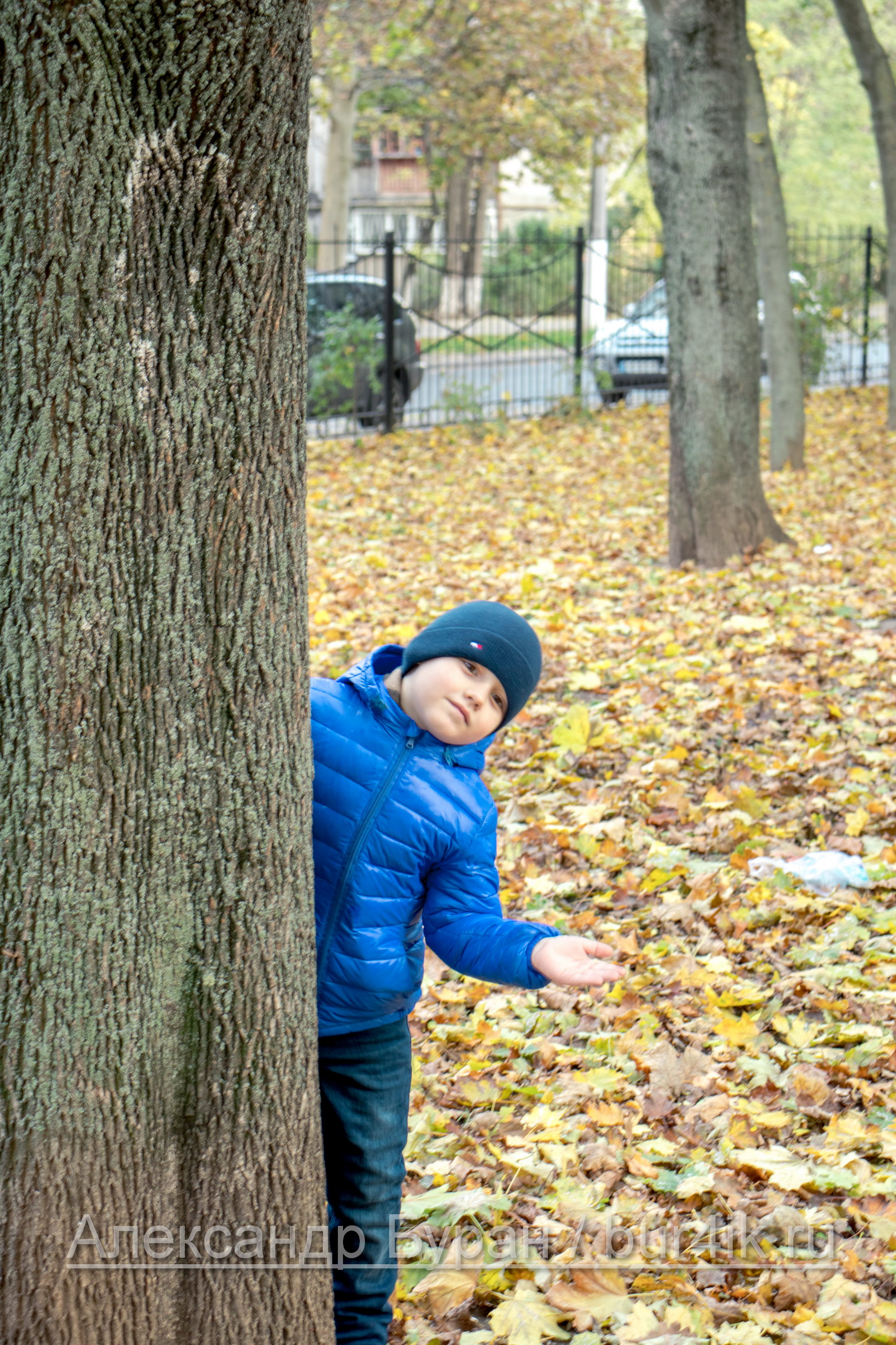 Мальчик в синей куртке, выглядывает из-за дерева в осеннем парке