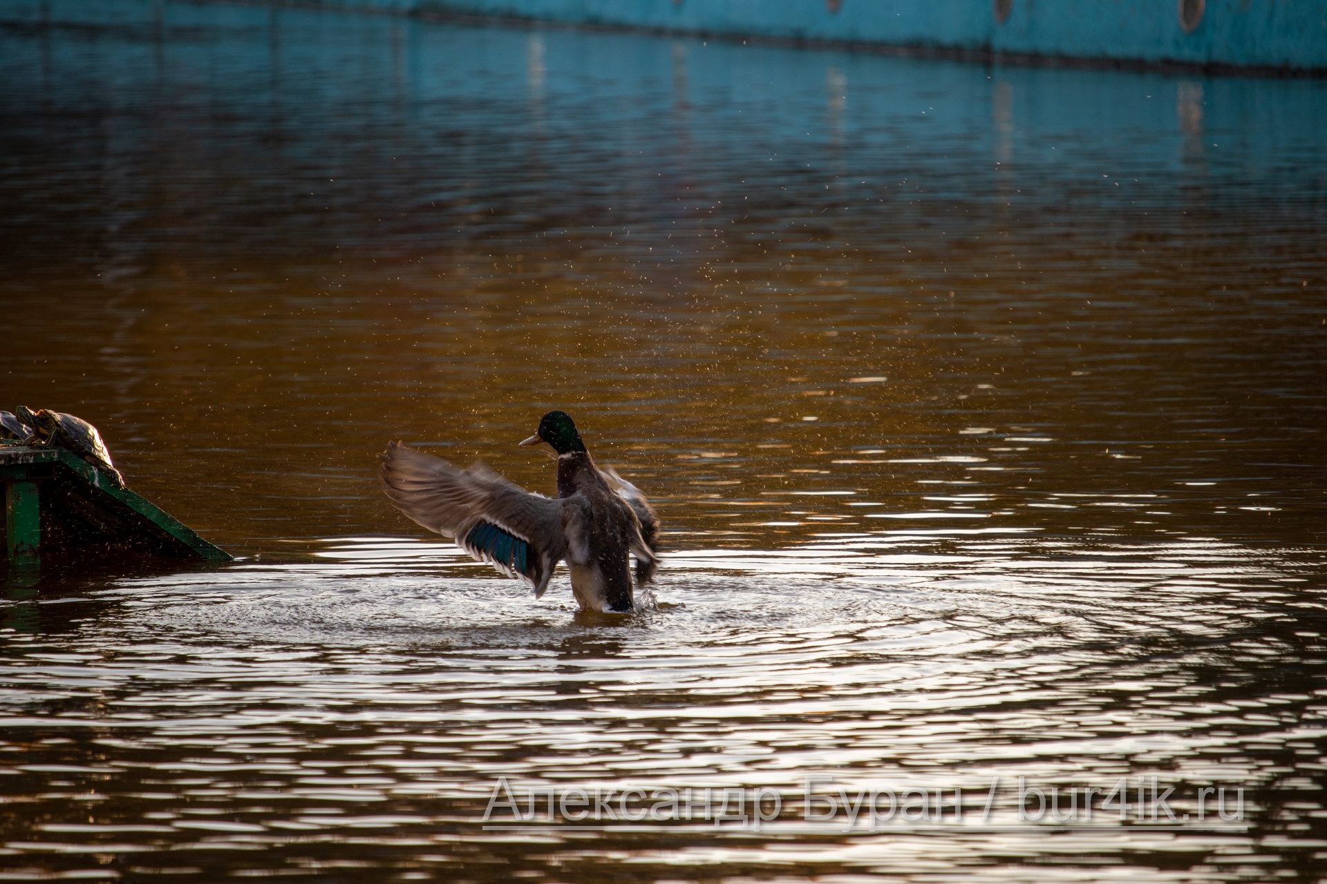 Утка взлетает с воды пруда в осеннем парке
