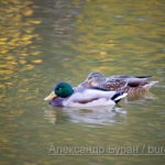 Утка с duckteenager плавает в озере