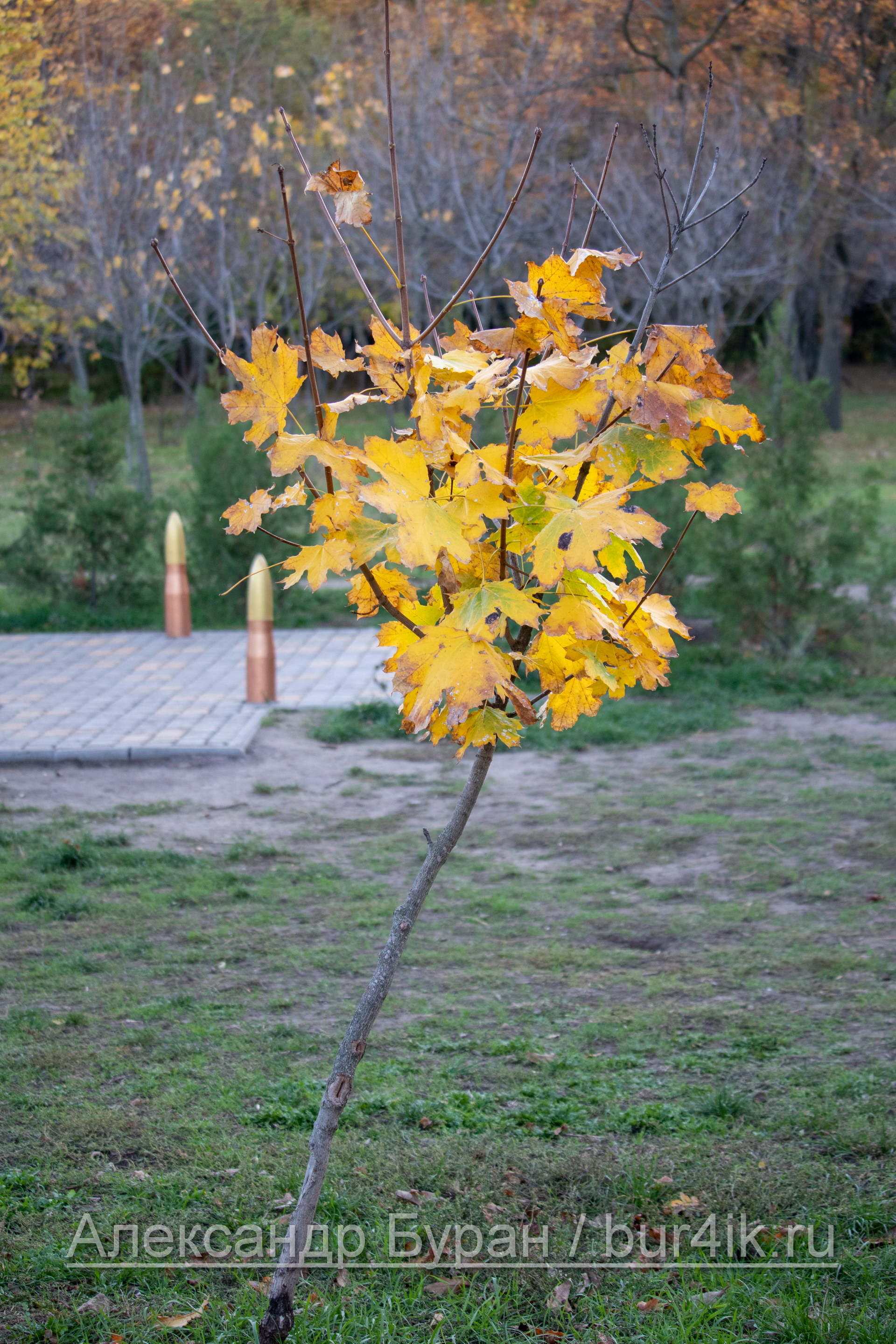 Небольшое дерево с желтыми листьями в осеннем парке
