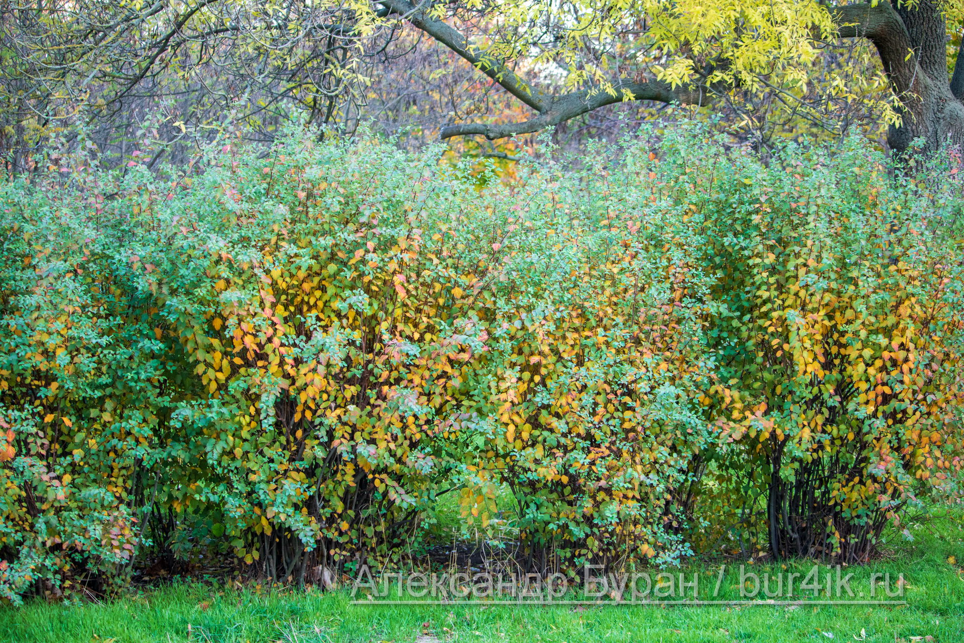 Плотные кусты с листьями необычного цвета в осеннем парке
