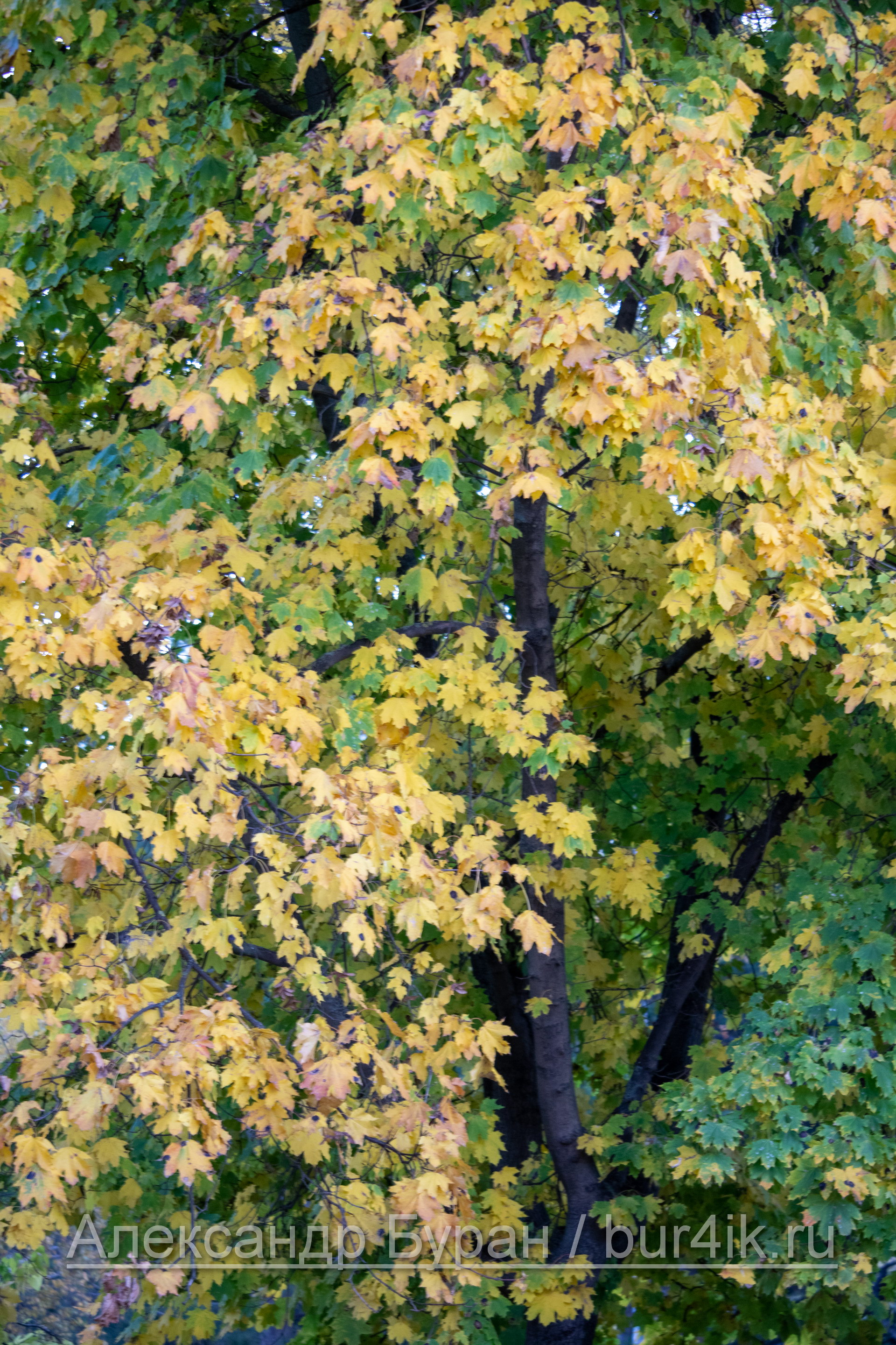 Желтые листья на дереве в парке осенью