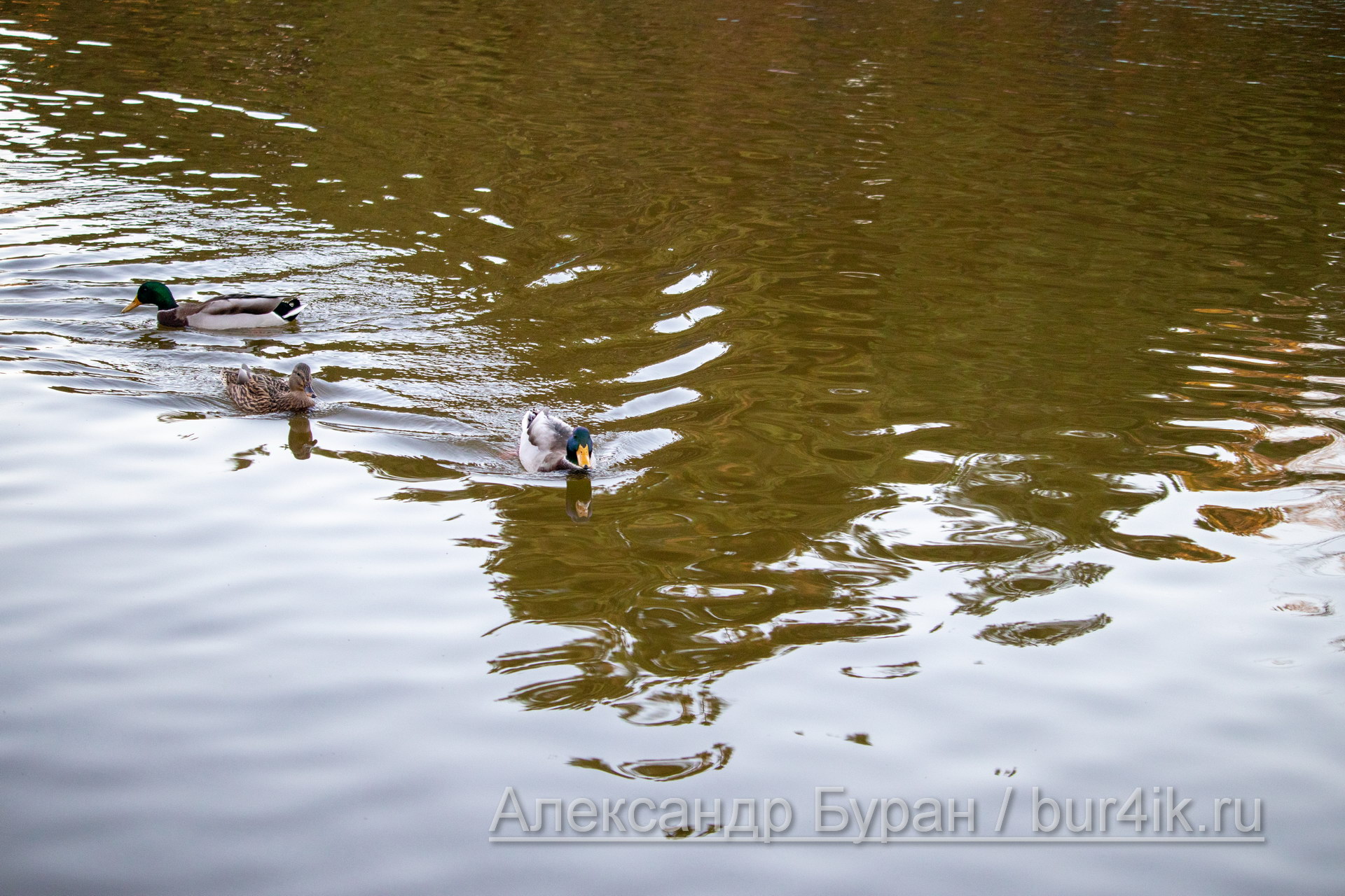 Утки плавают в пруду осеннем парке