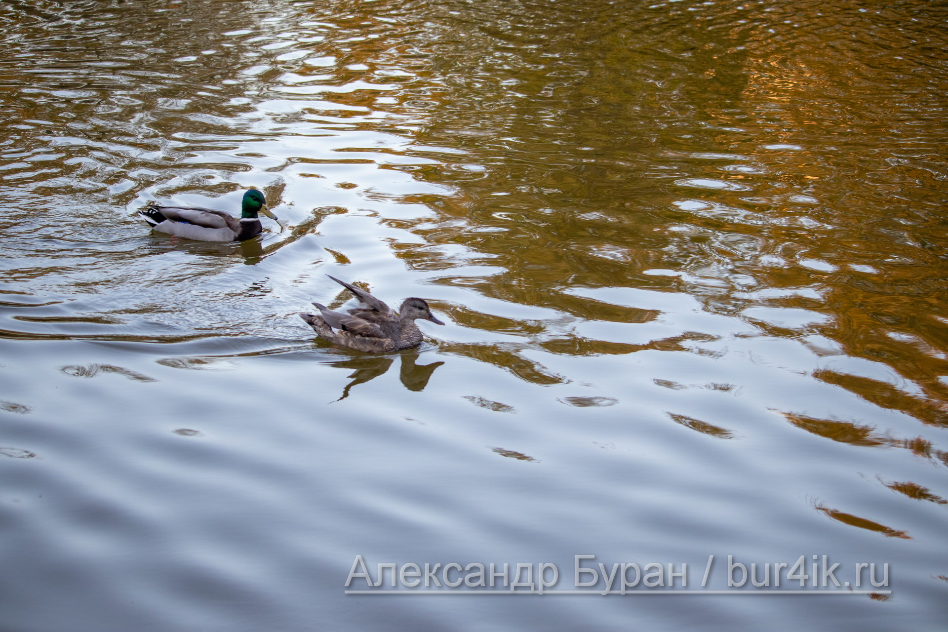 Утка и утенок в воде осеннего пруда парка