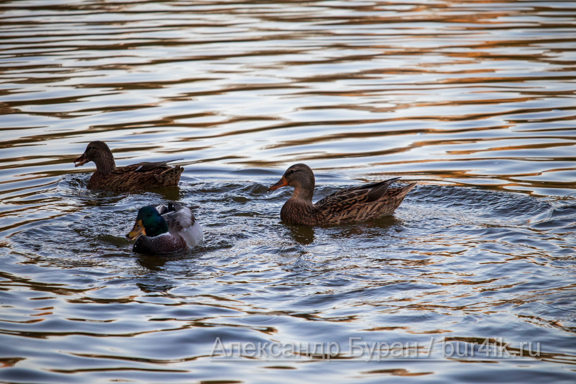 Утка и два подросших утят плавают в пруду
