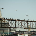 Голуби садятся на металлических конструкциях в порту - Украина, Одесса, 09,11,2019