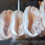 Ракушек за стеклом сувенирный магазин на территории морского порта - Украина, Одесса, 09,11,2019