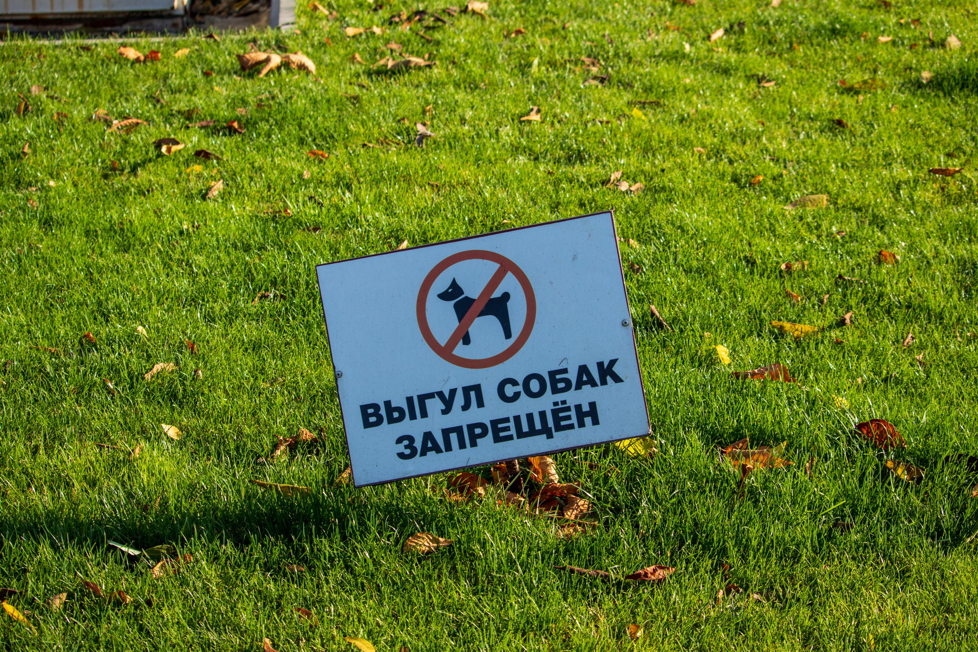 Табличка на траве с надписью выгул собак запрещен – bur4ik.ru фото 2