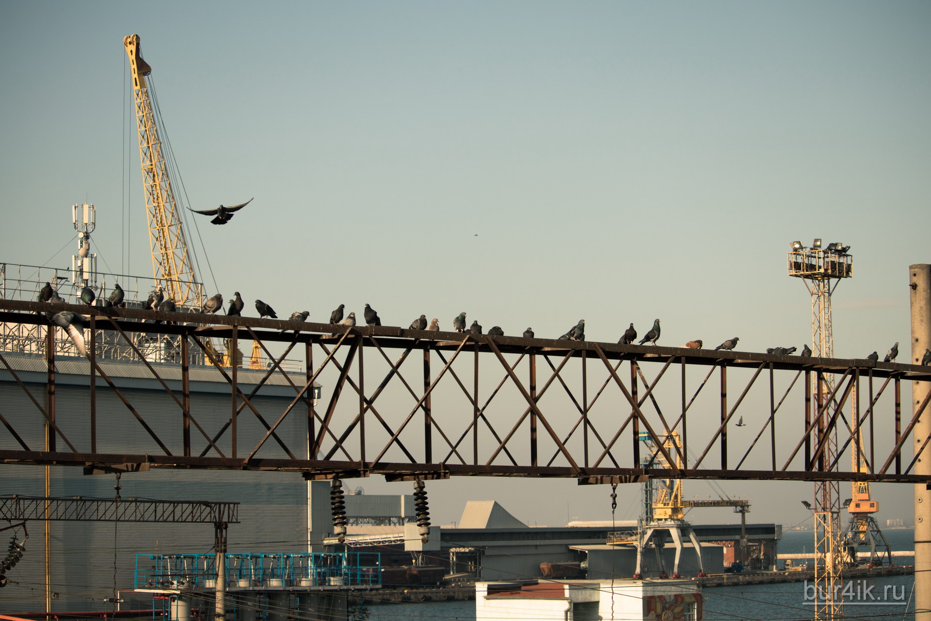 Голуби сидят на металлической конструкции в морском порту 1