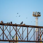 Голуби сидят на металлической конструкции в морском порту