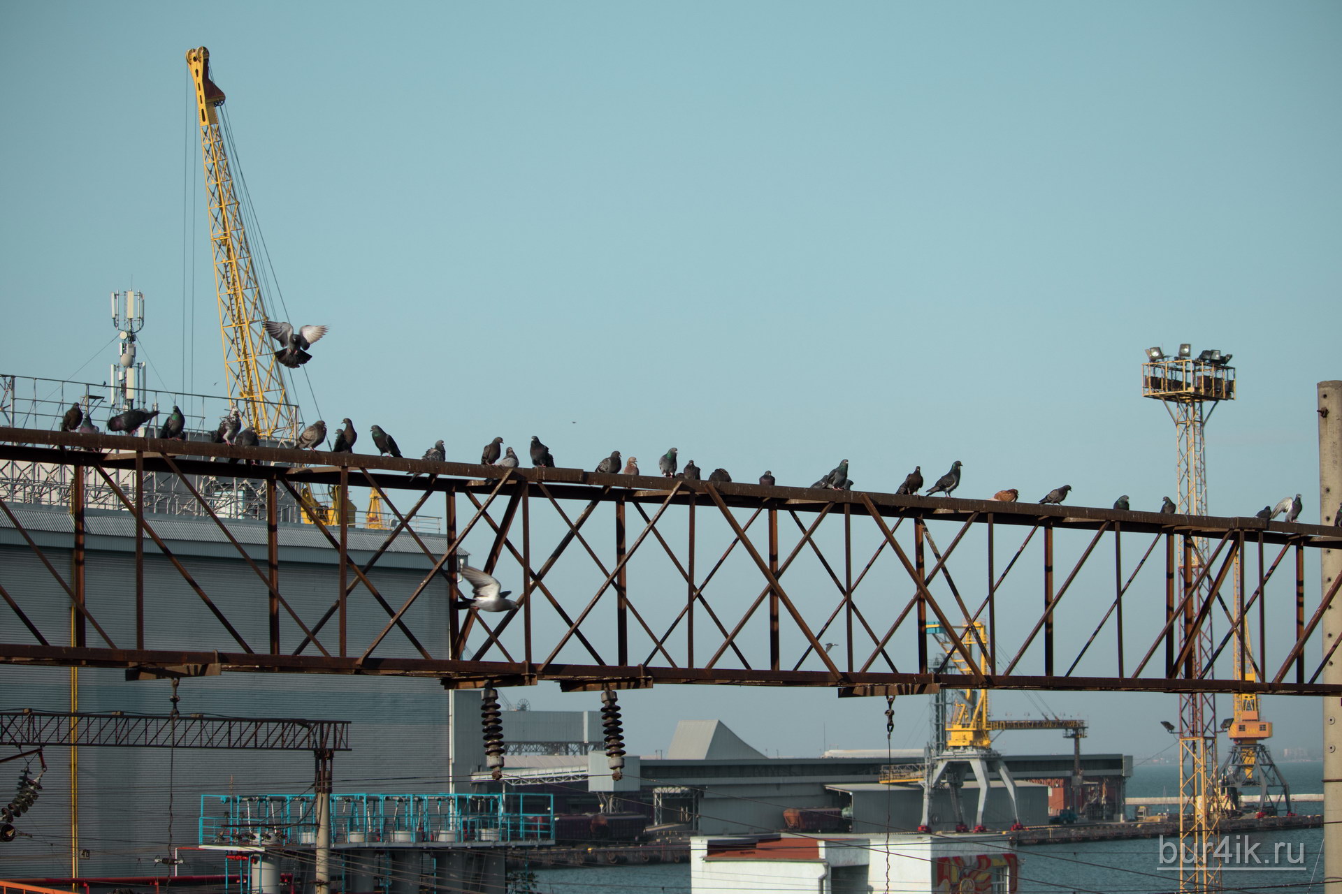 Голуби сидят на металлической конструкции в морском порту 2