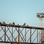 Голуби сидят на металлической конструкции в морском порту 4