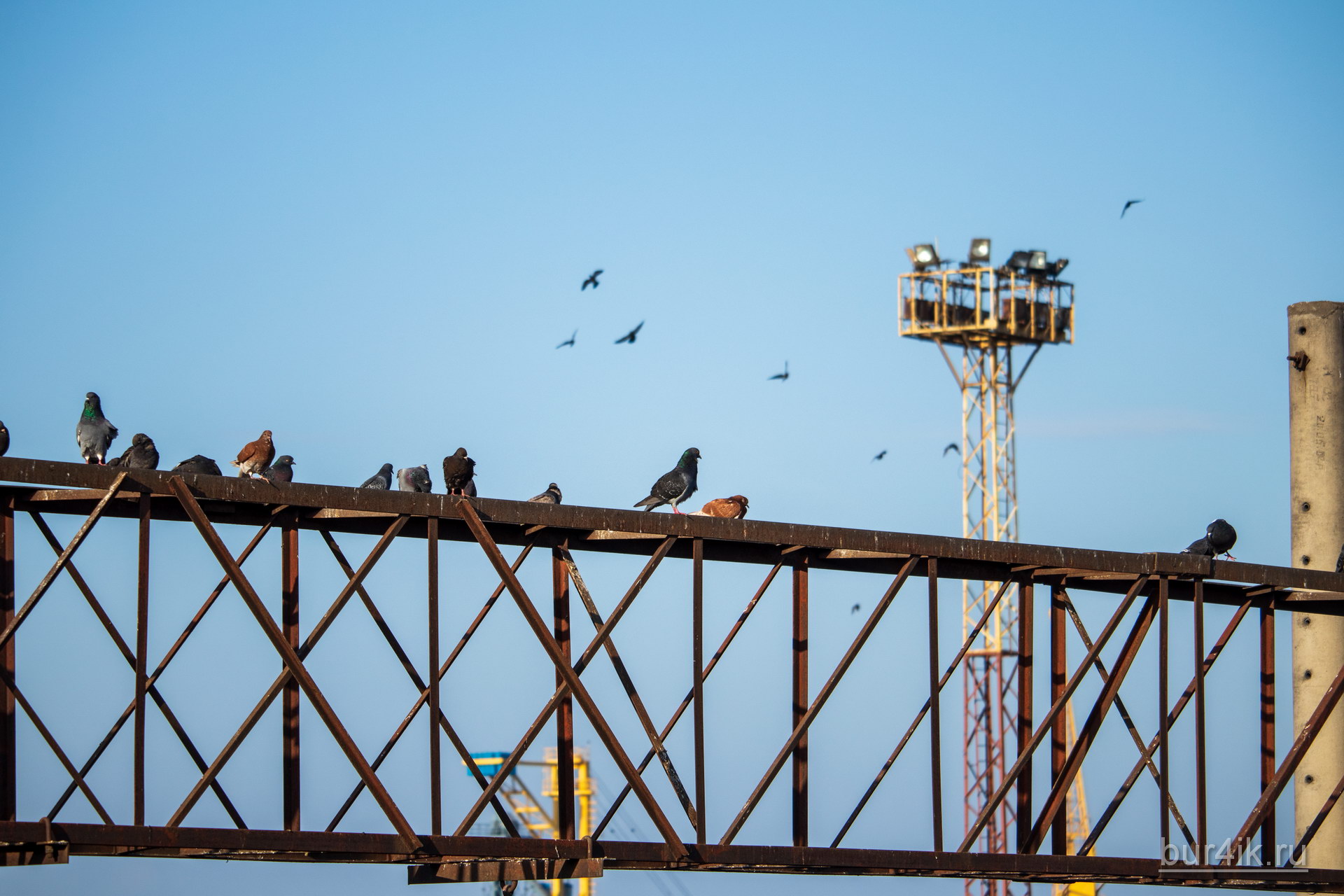 Голуби сидят на металлической конструкции в морском порту