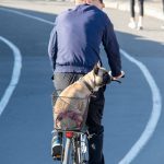 Собака с хозяином катается на велосипеде