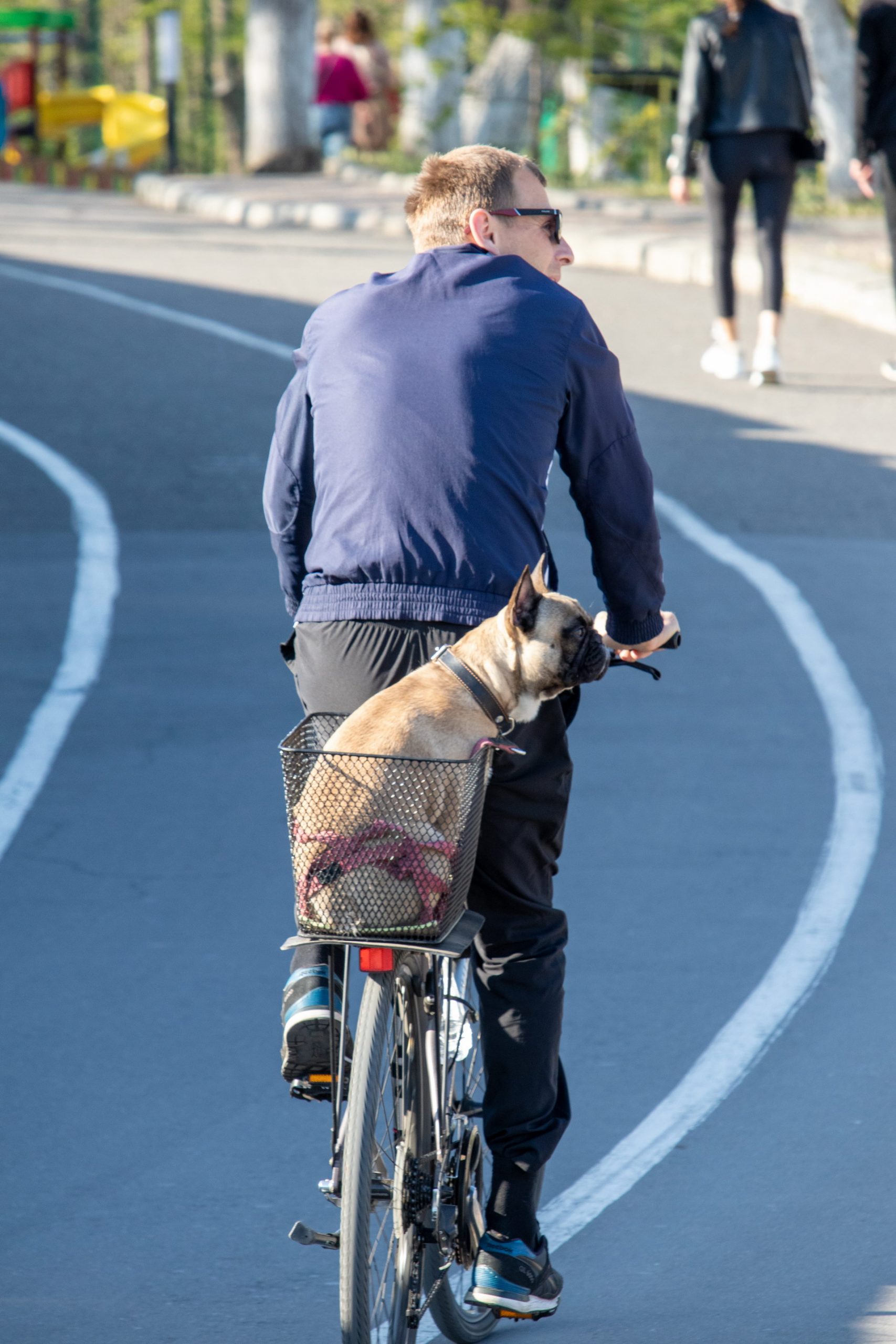 Собака с хозяином катается на велосипеде