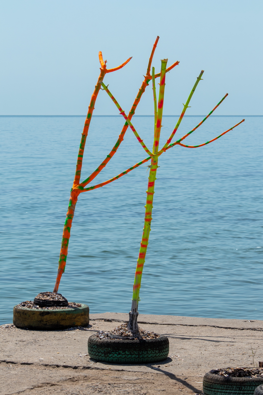 Dry trunks of young trees painted in bright colors - Ukraine, Odessa, 11,06,2020
