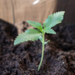 Высаженный в грунт росток конопли сорта big sunrise фото 1