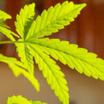 Молодая конопля сорта X Treme в горшке растет дома фото 31