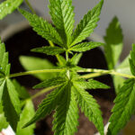 Молодая конопля сорта low Ryder в горшке растет дома фото 9