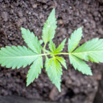 Первая неделя роста марихуаны сорта ak 49 в горшке на подоконнике фото 1