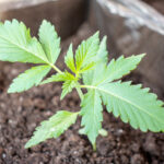 Первая неделя роста марихуаны сорта ak 49 в горшке на подоконнике фото 2