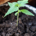 Первая неделя роста марихуаны сорта amnesia в горшке на подоконнике фото 1