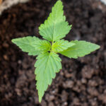 Первая неделя роста марихуаны сорта amnesia в горшке на подоконнике фото 2