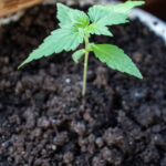 Первая неделя роста марихуаны сорта amnesia в горшке на подоконнике фото 3