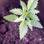Первая неделя роста марихуаны сорта x treme в горшке на подоконнике фото 1